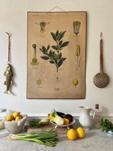 Planche didactique citron 1940