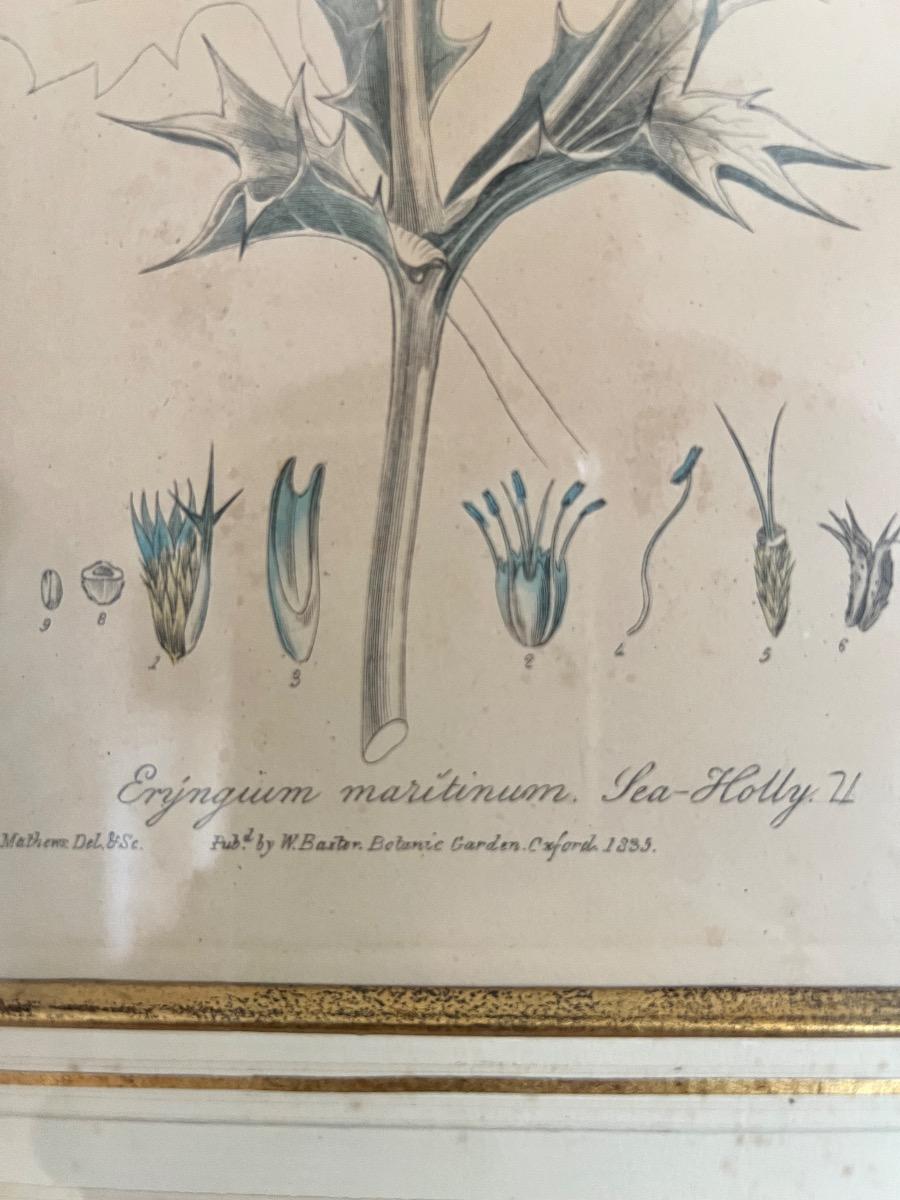 Suite de 3 gravures botaniques XIXème