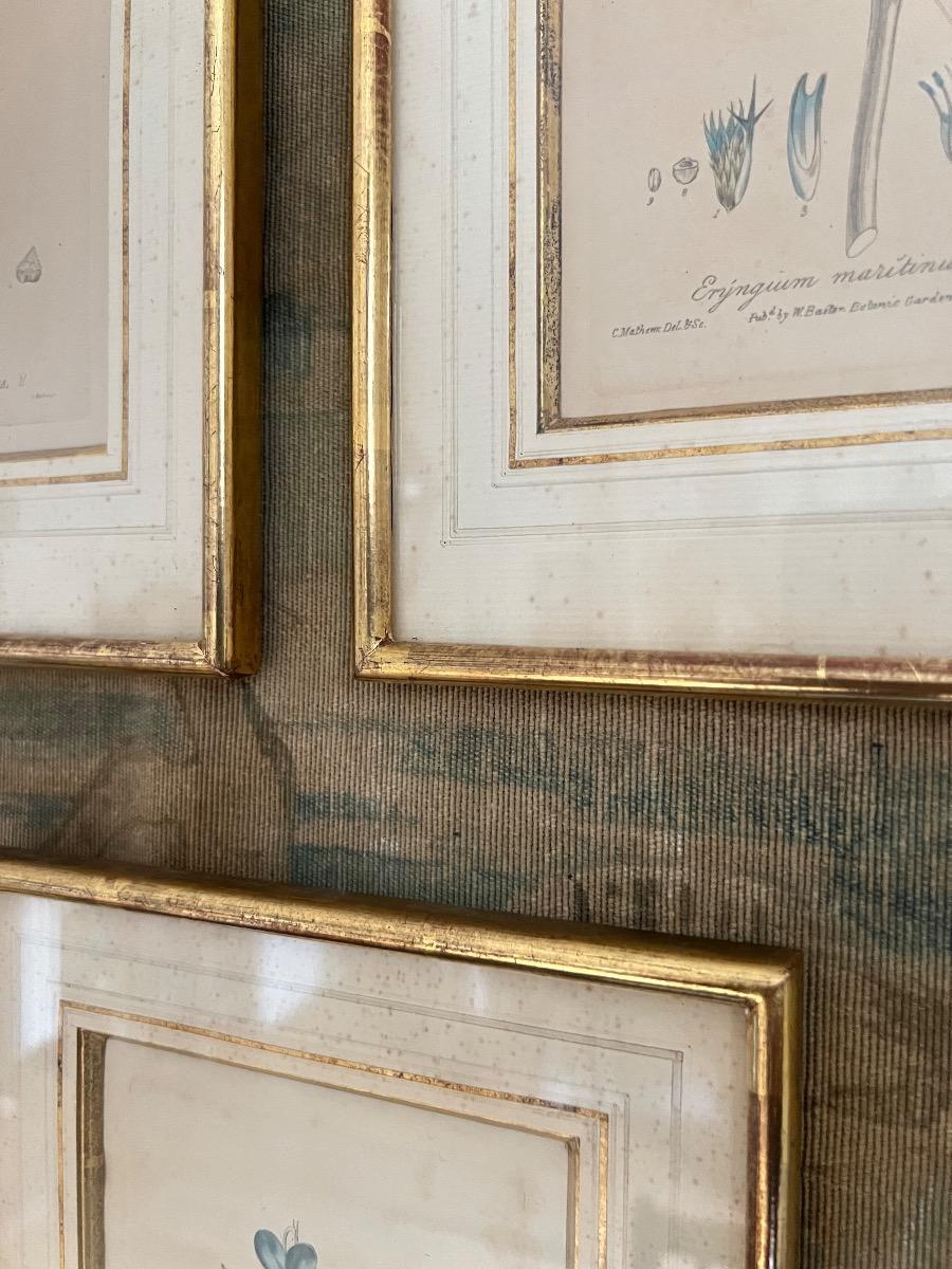 Suite de 3 gravures botaniques XIXème