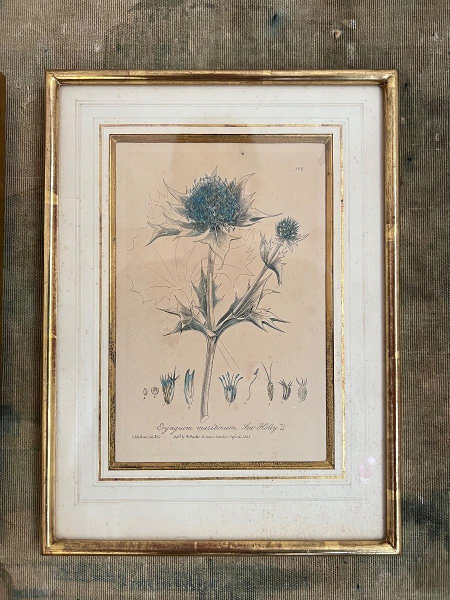 Suite de 3 gravures botaniques XIXème