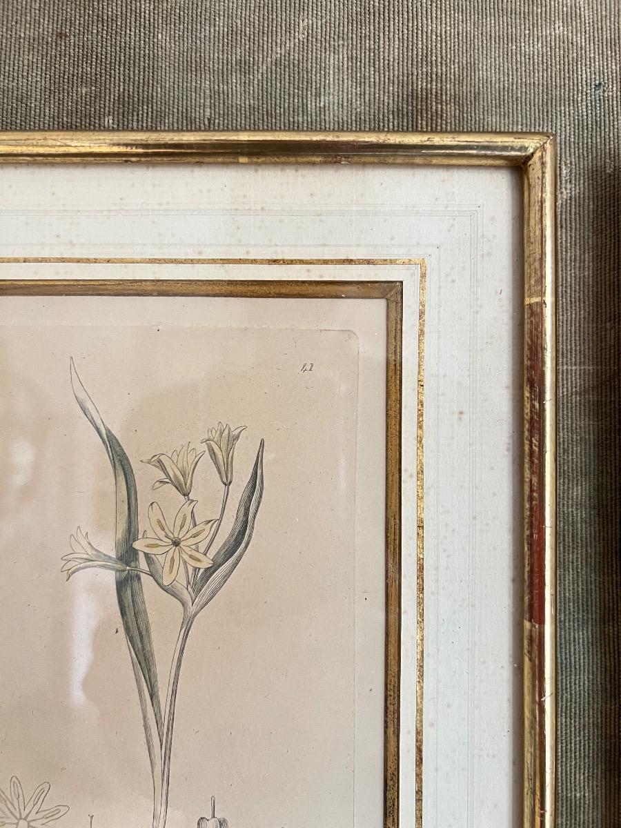 Suite de 3 gravures botaniques XIXème