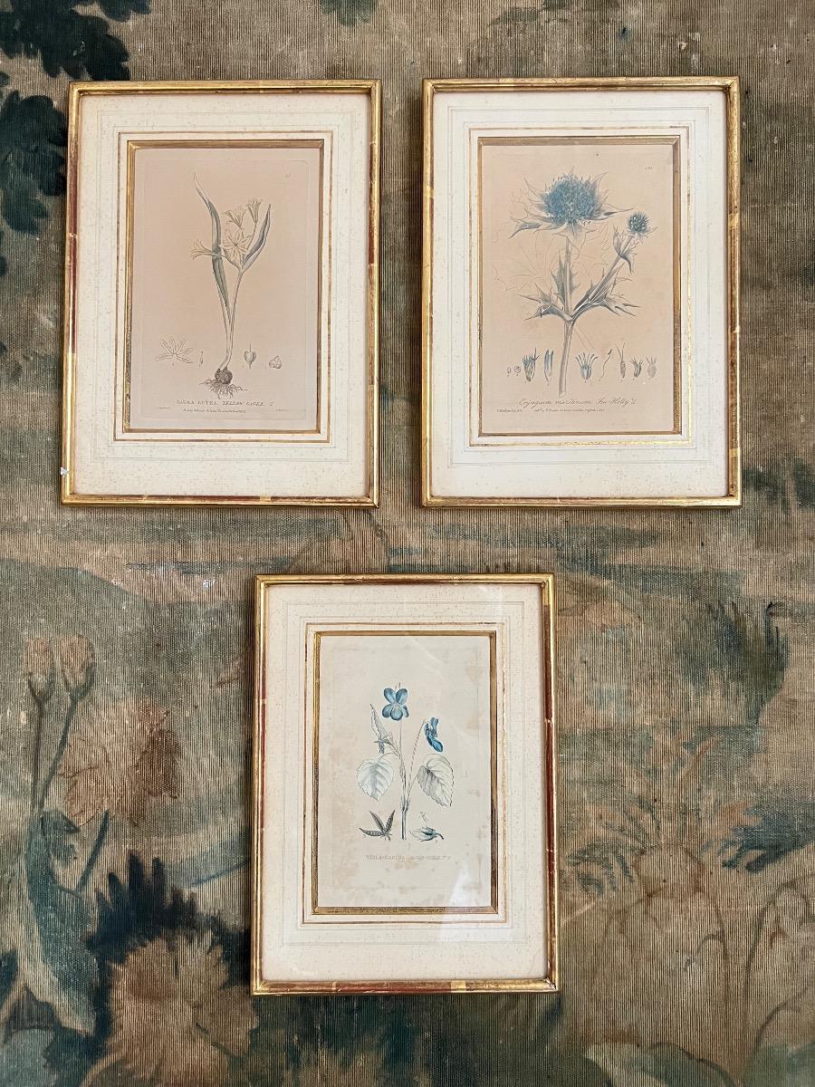 Suite de 3 gravures botaniques XIXème