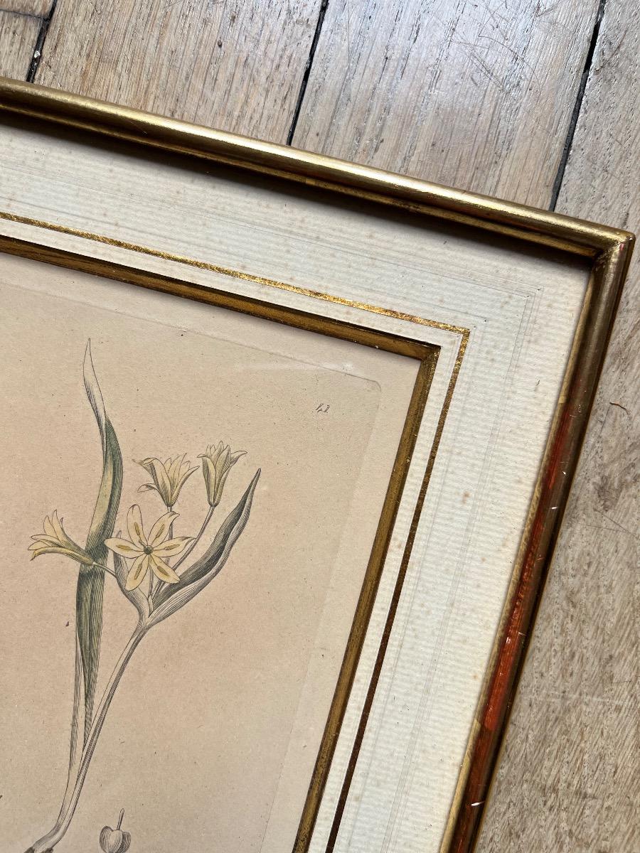 Suite de 3 gravures botaniques XIXème