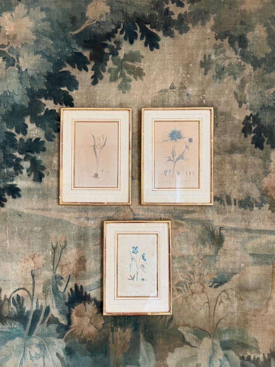 Suite de 3 gravures botaniques XIXème