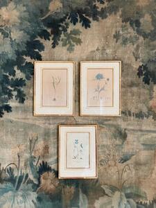 Suite de 3 gravures botaniques XIXème