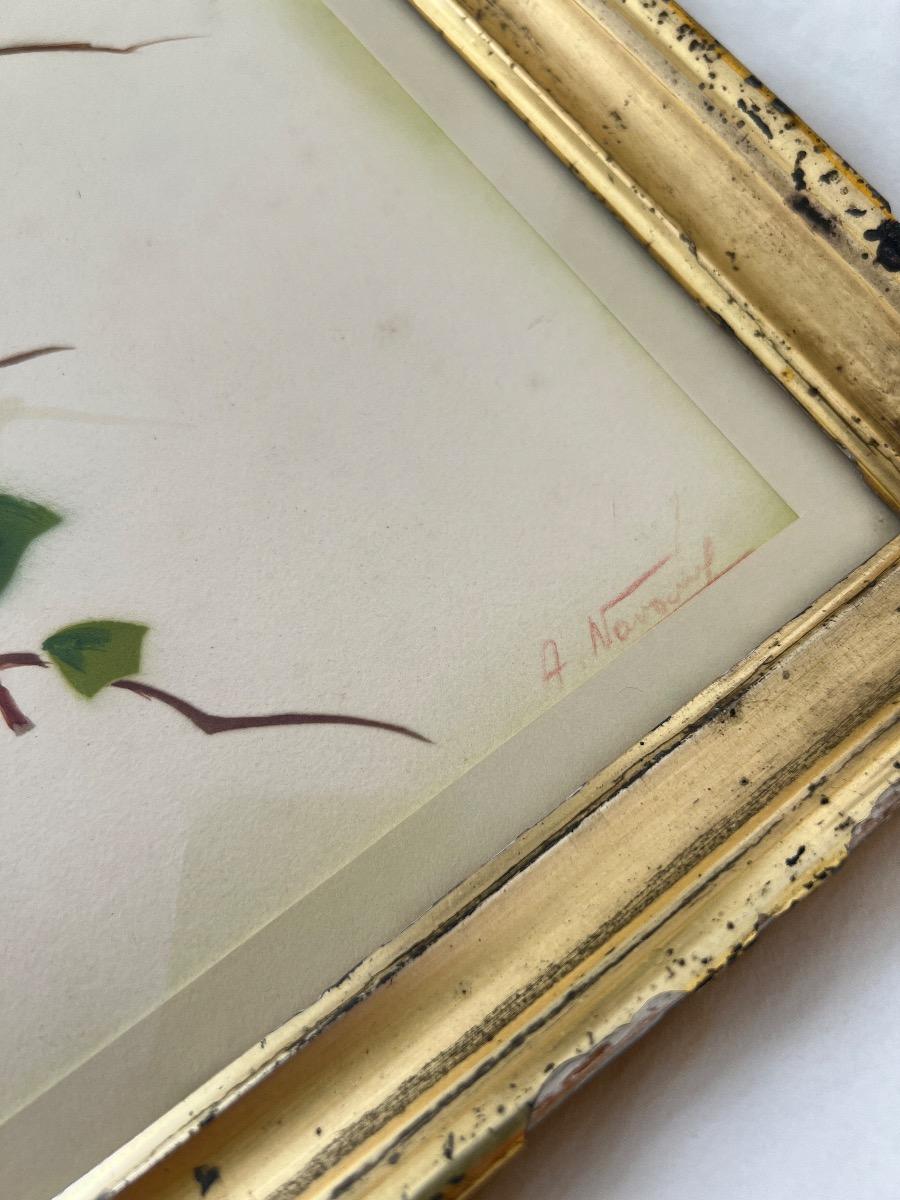 Gravure encadrée 1930