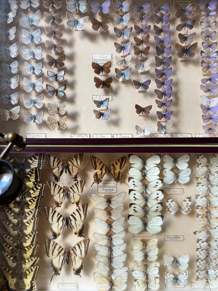 4 boîtes-vitrines de papillons piqués (2 pièces disponibles actuellement)