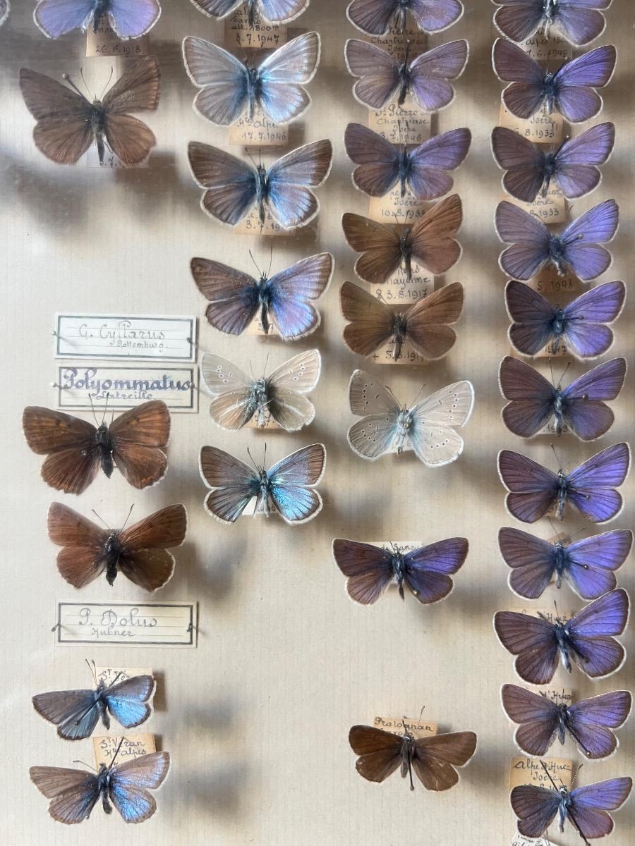 4 boîtes-vitrines de papillons piqués (2 pièces disponibles actuellement)