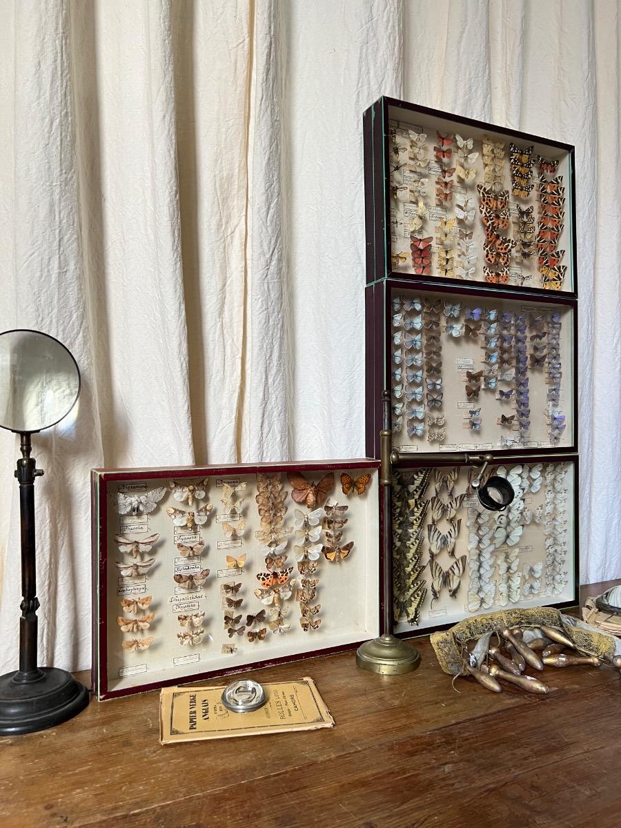 4 boîtes-vitrines de papillons piqués (2 pièces disponibles actuellement)