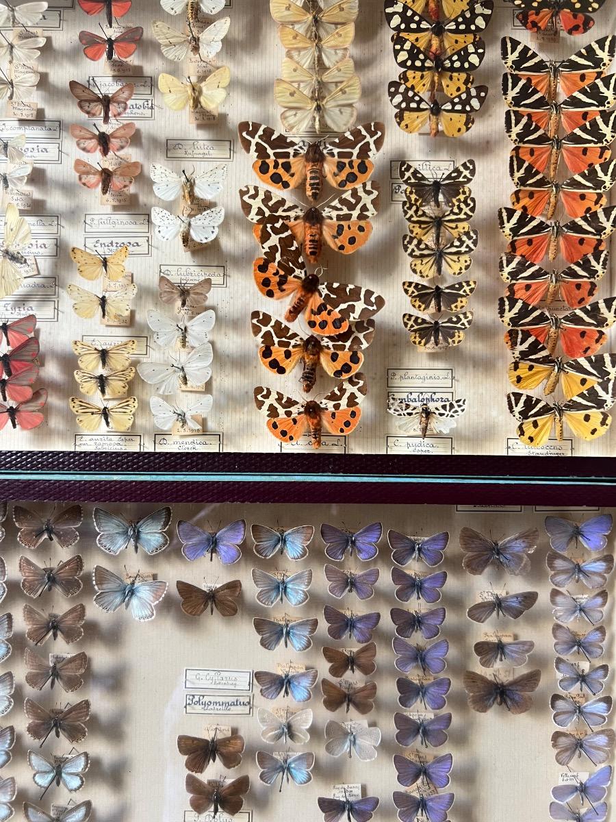 4 boîtes-vitrines de papillons piqués (2 pièces disponibles actuellement)