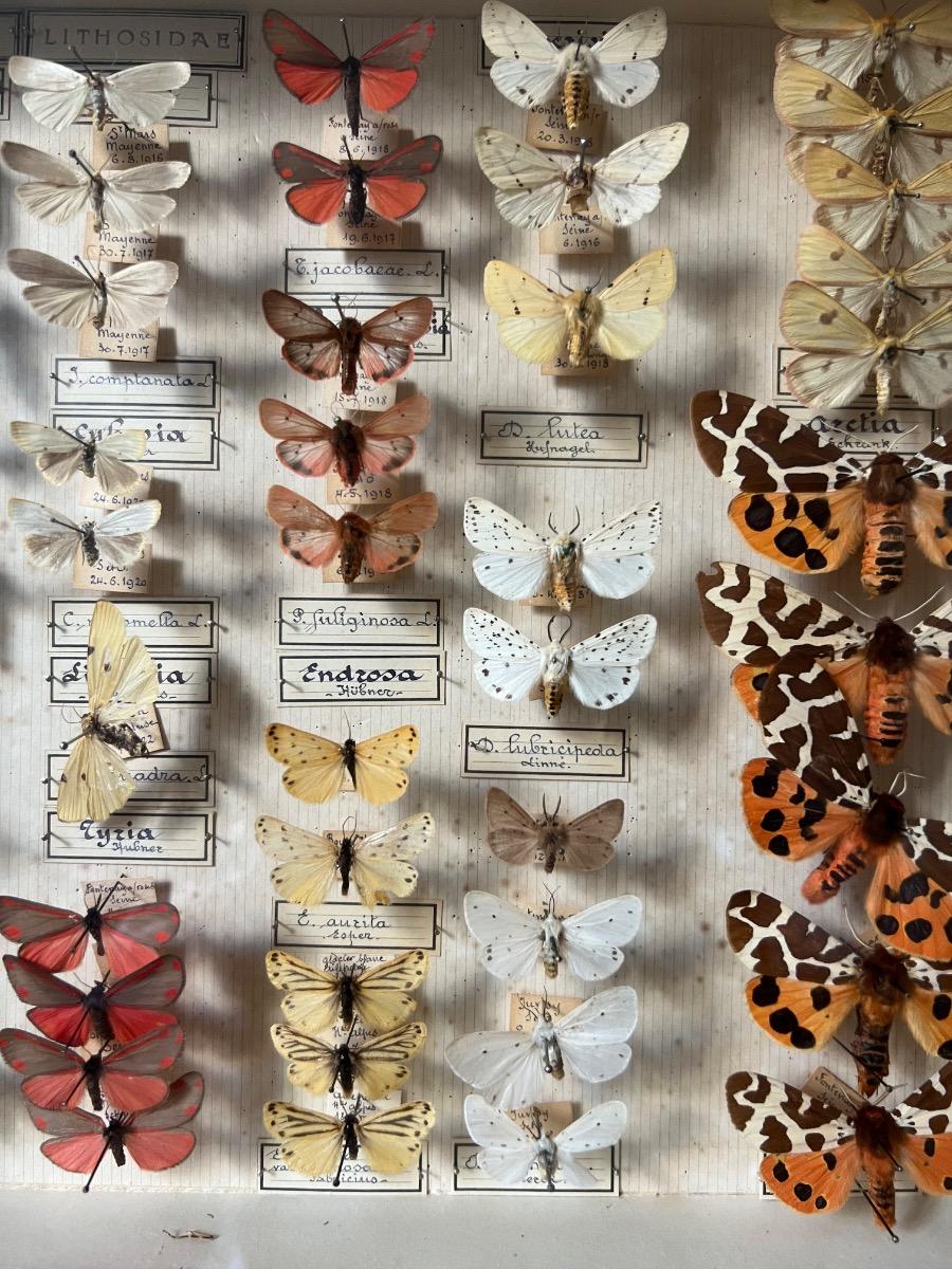 4 boîtes-vitrines de papillons piqués (2 pièces disponibles actuellement)