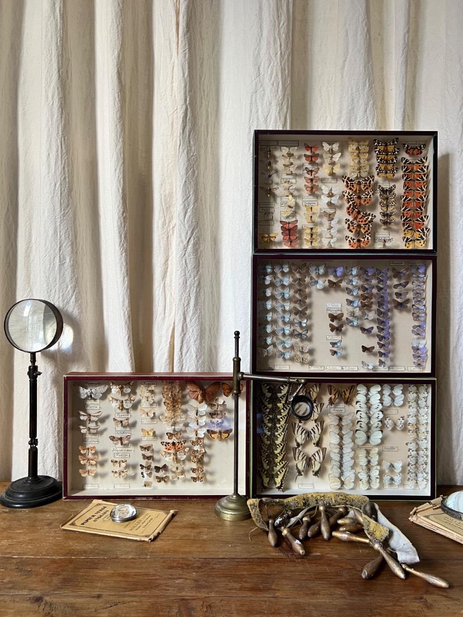 4 boîtes-vitrines de papillons piqués (2 pièces disponibles actuellement)