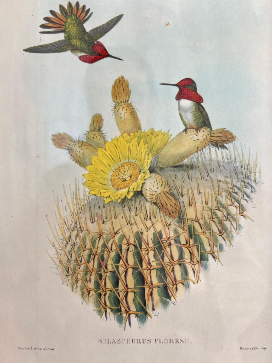 12 planches ornithologiques encadrées 