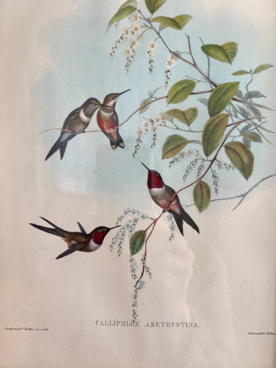 12 planches ornithologiques encadrées 