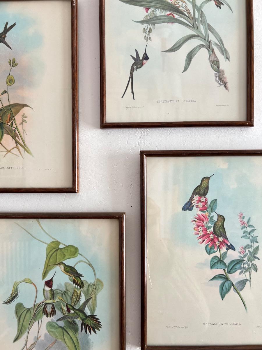 12 planches ornithologiques encadrées 