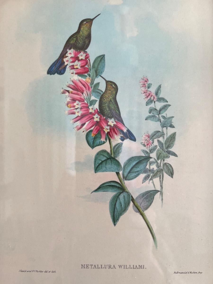 12 planches ornithologiques encadrées 