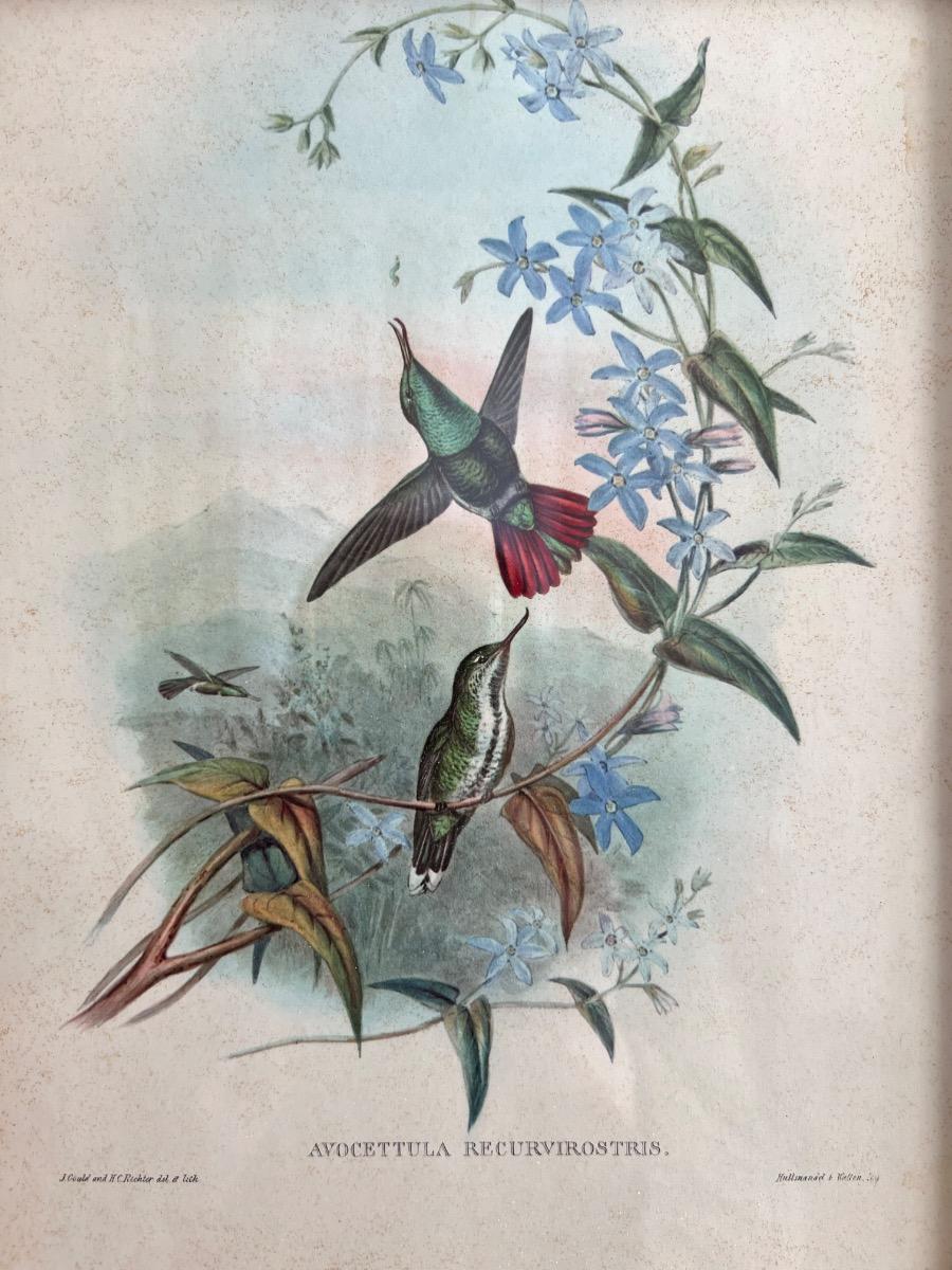 12 planches ornithologiques encadrées 