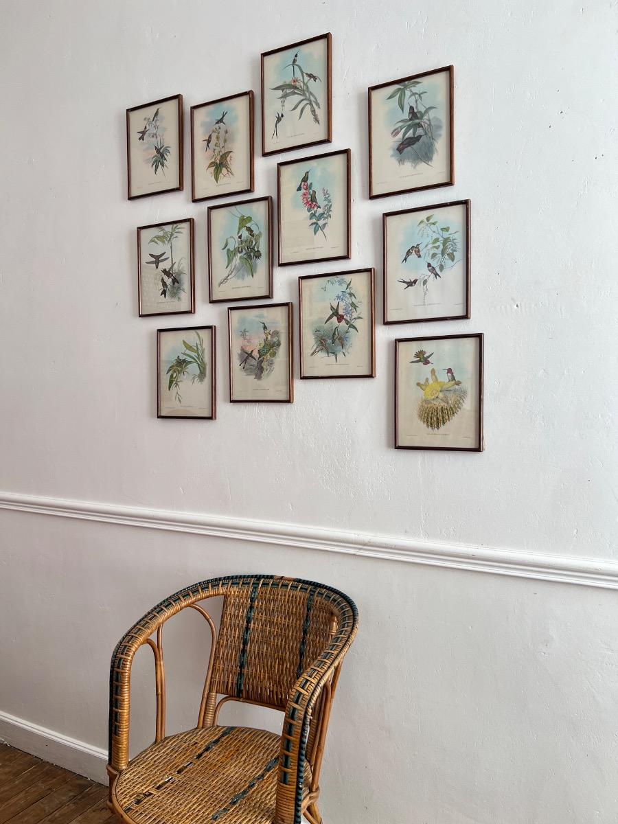 12 planches ornithologiques encadrées 