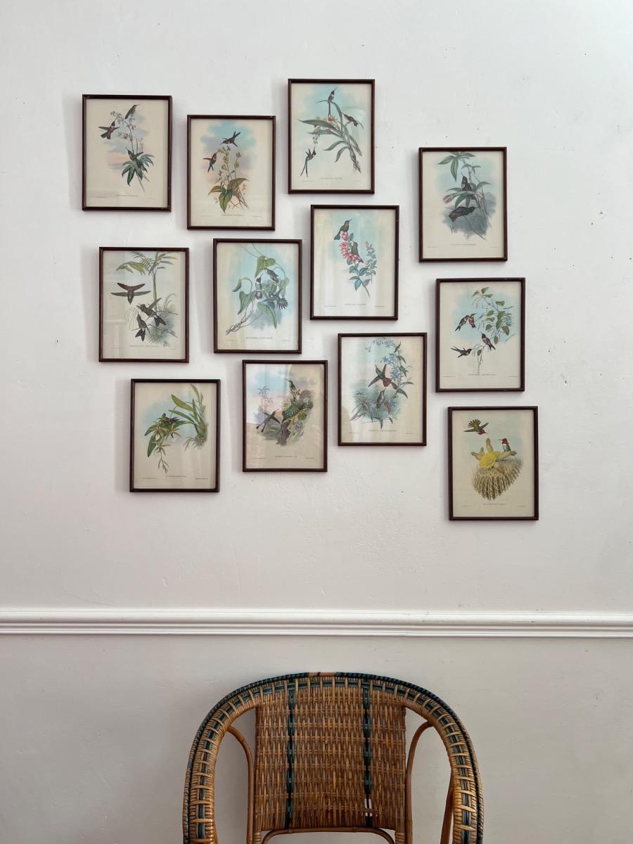 12 planches ornithologiques encadrées 
