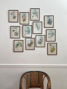 12 planches ornithologiques encadrées 