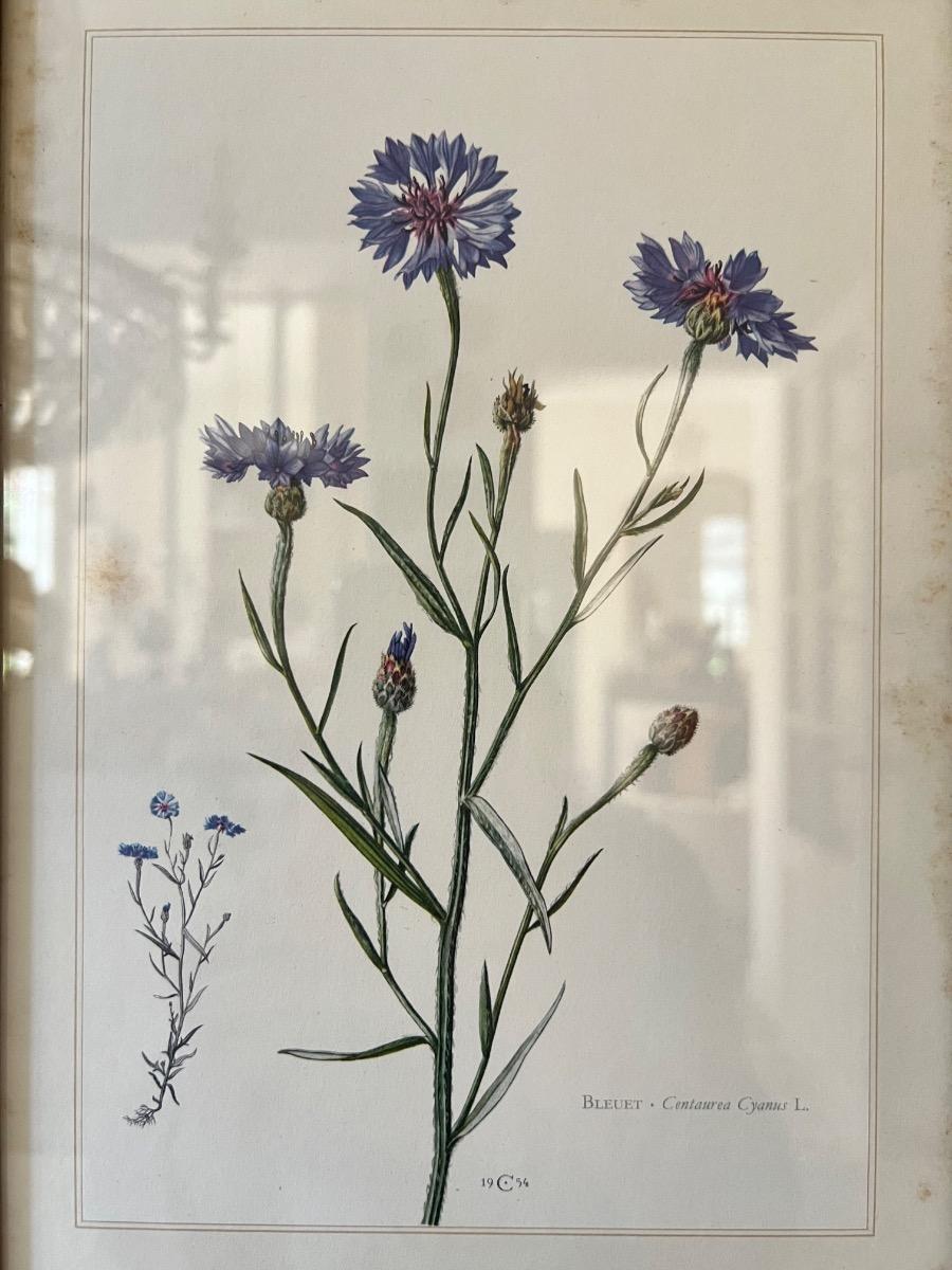 Suite de 9 planches botaniques 1940