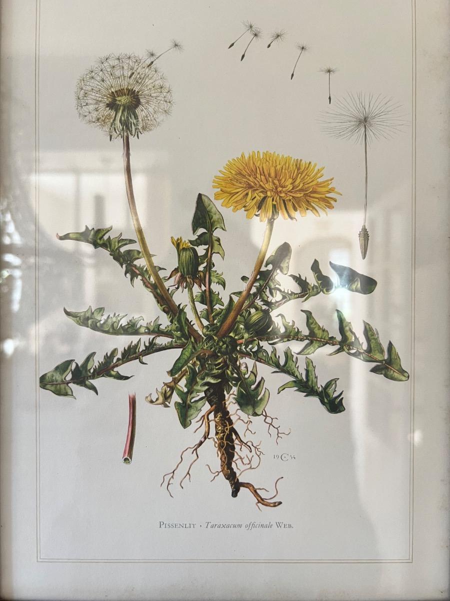 Suite de 9 planches botaniques 1940