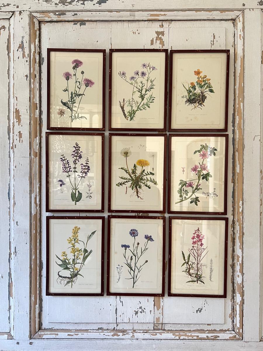 Suite de 9 planches botaniques 1940