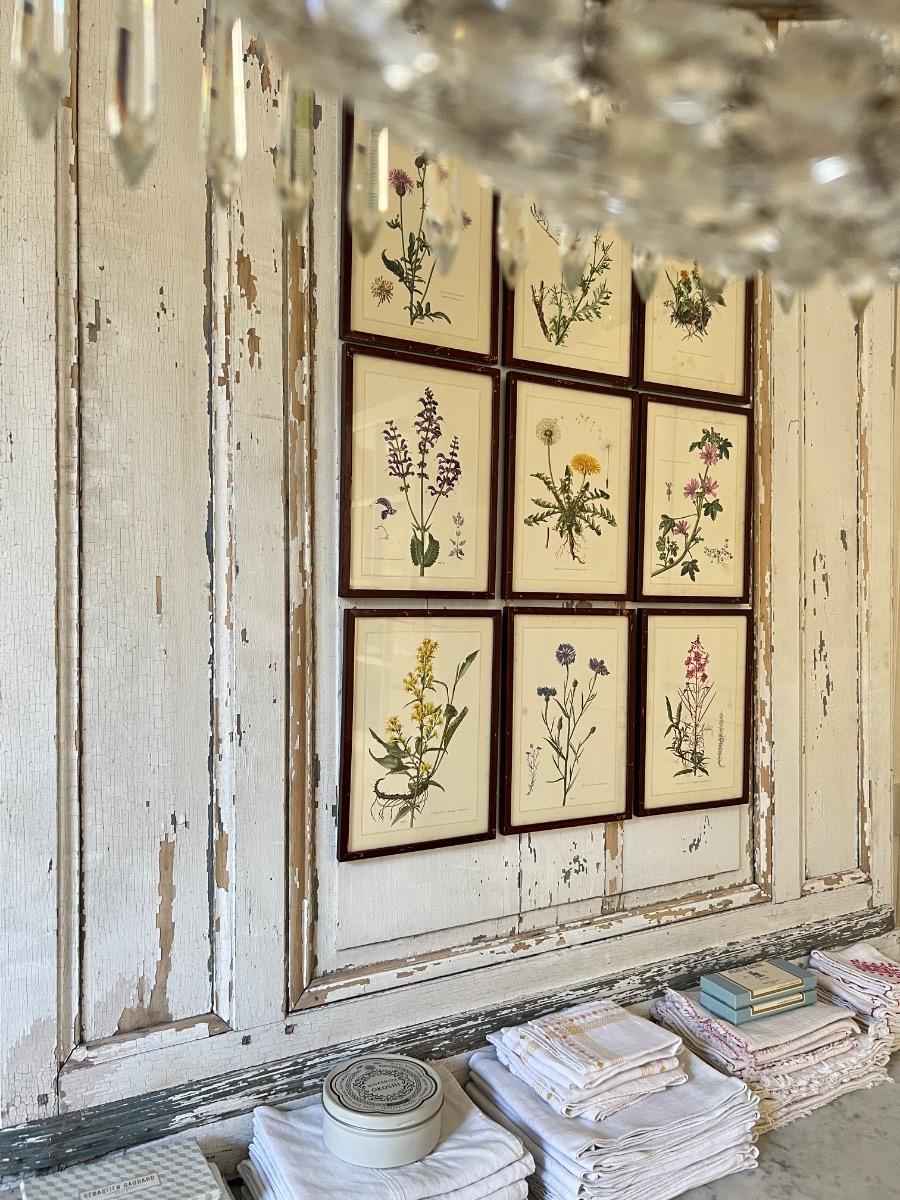 Suite de 9 planches botaniques 1940