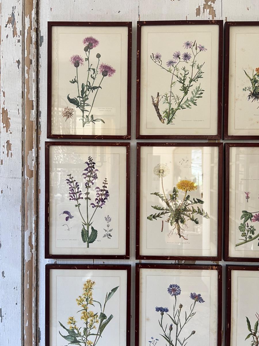 Suite de 9 planches botaniques 1940