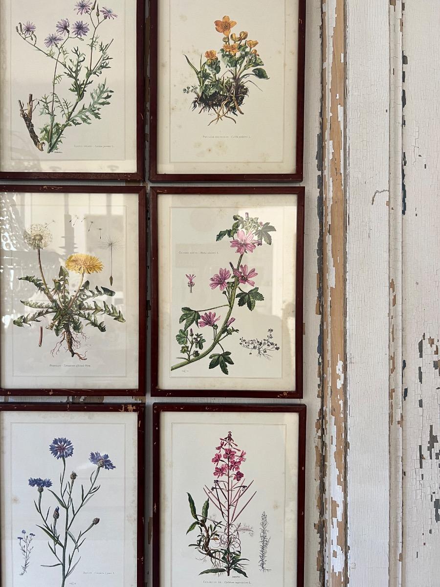 Suite de 9 planches botaniques 1940