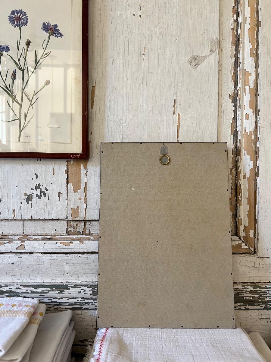 Suite de 9 planches botaniques 1940