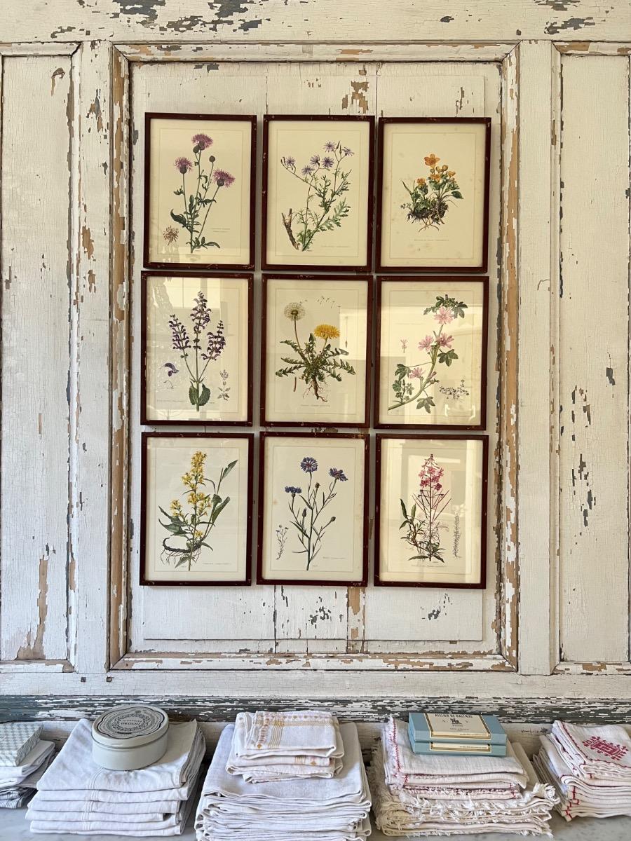 Suite de 9 planches botaniques 1940