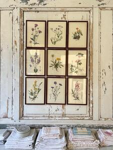 Suite de 9 planches botaniques 1940