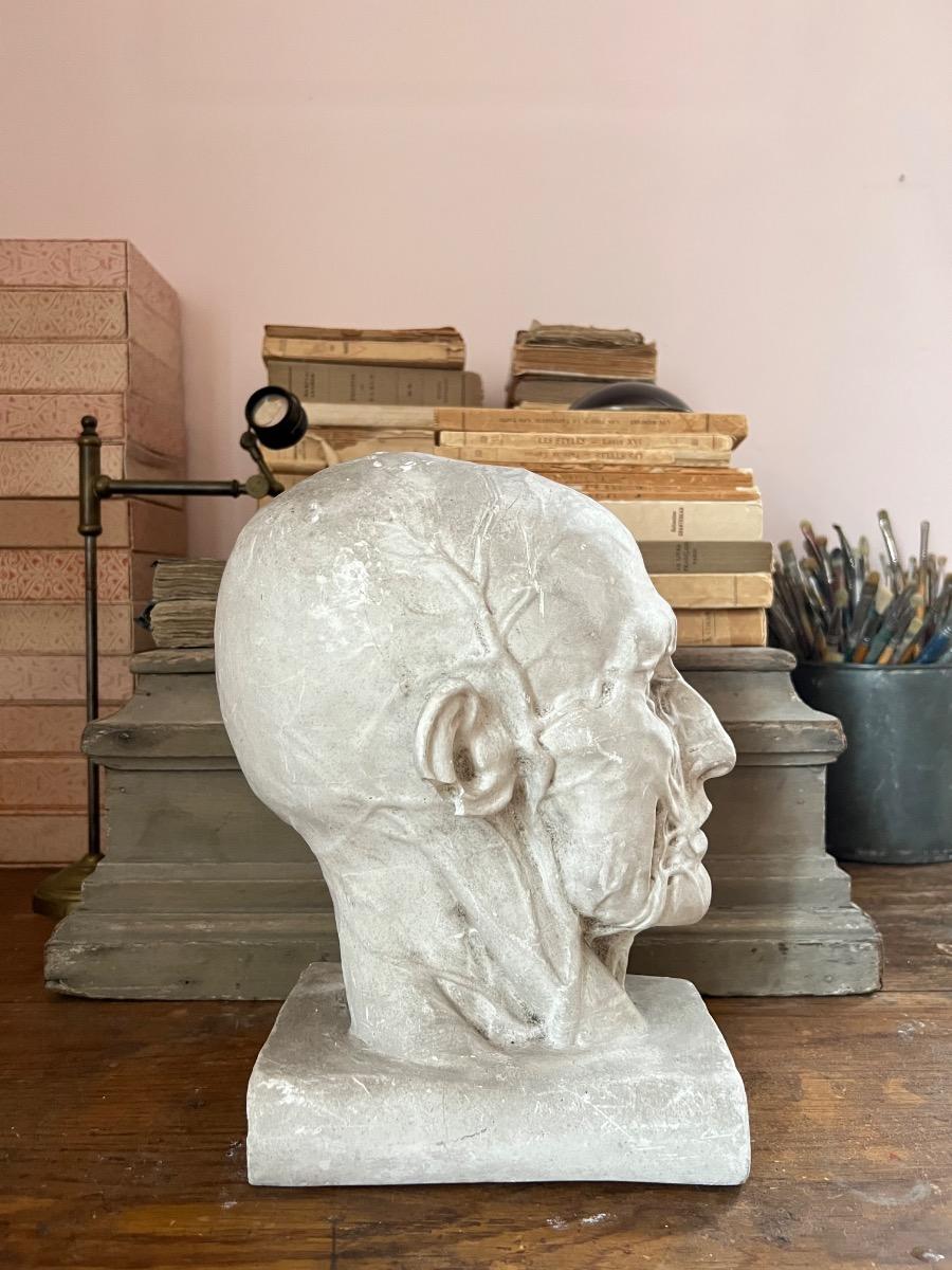 Profil écorché plâtre 1940
