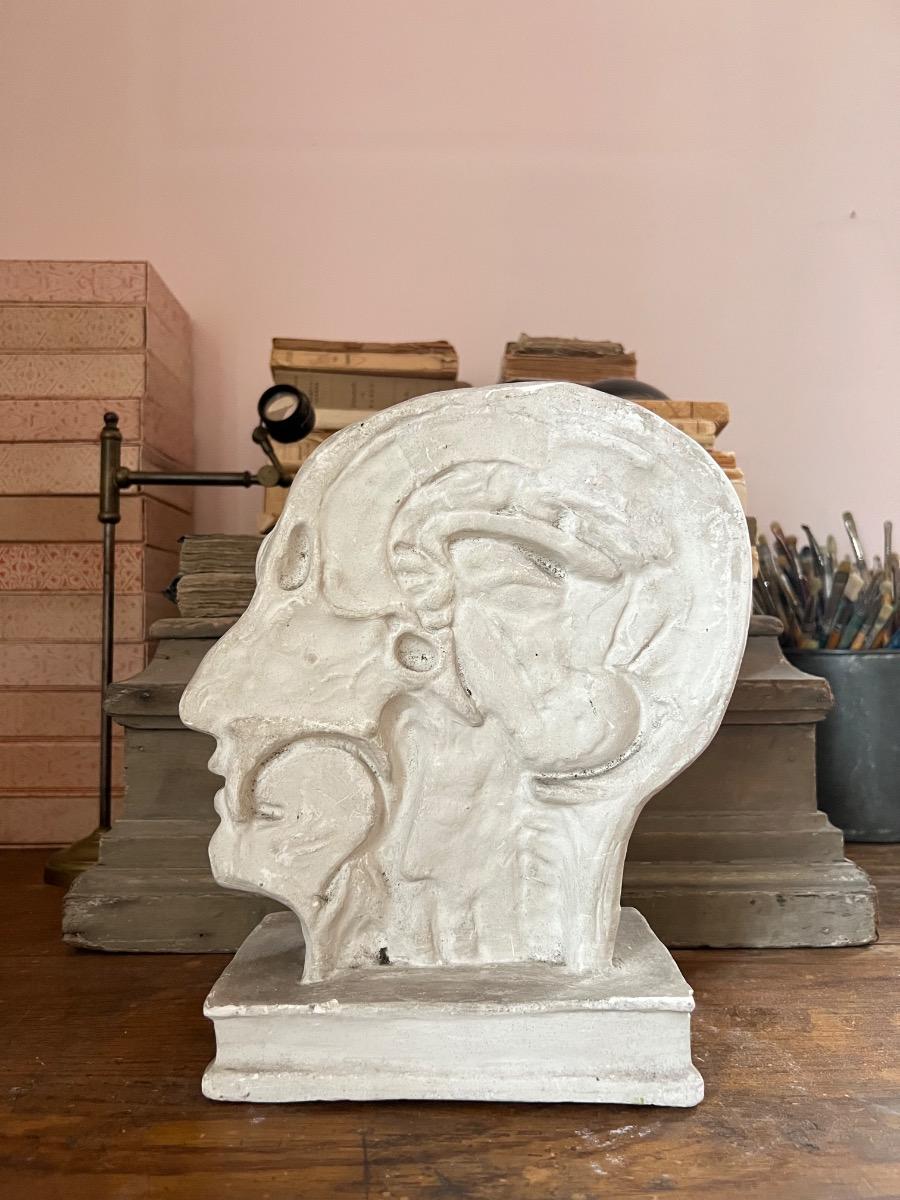 Profil écorché plâtre 1940
