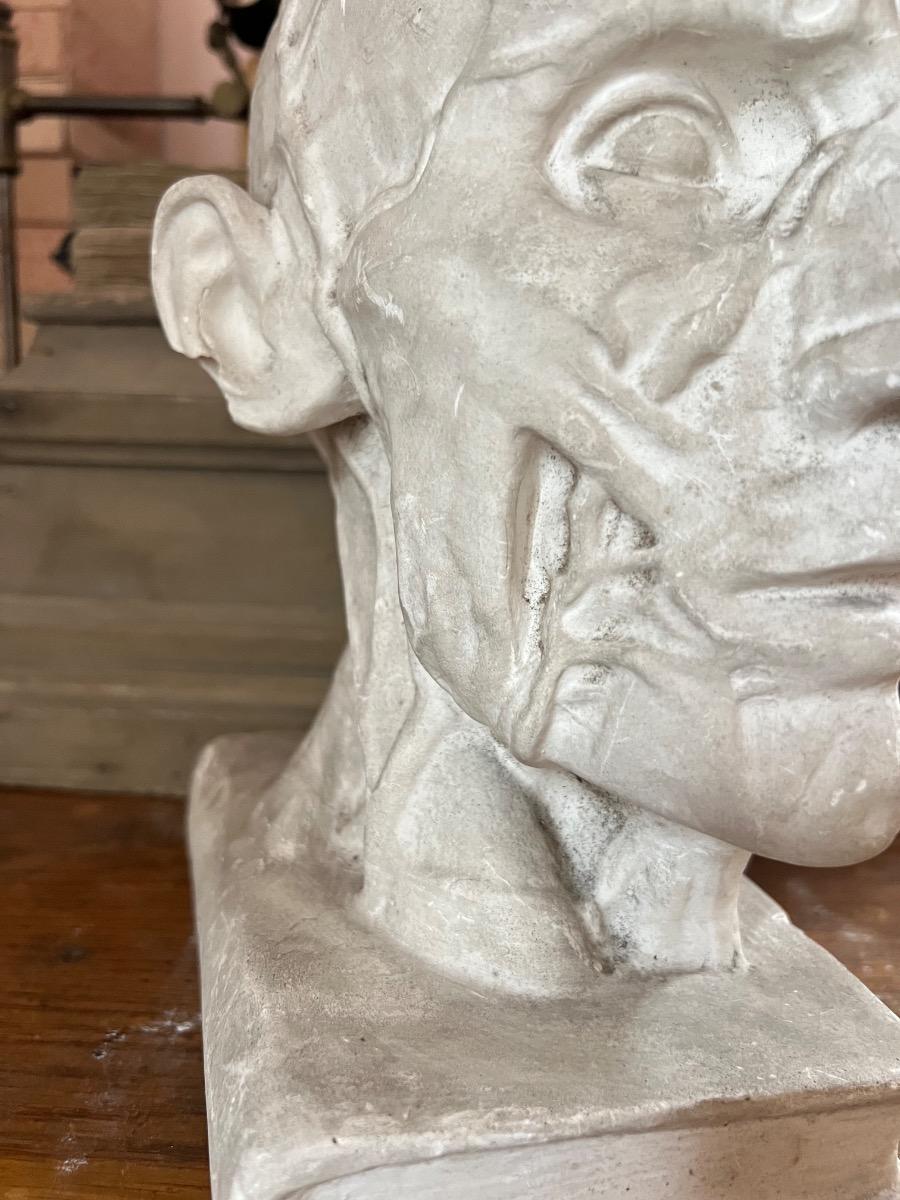 Profil écorché plâtre 1940